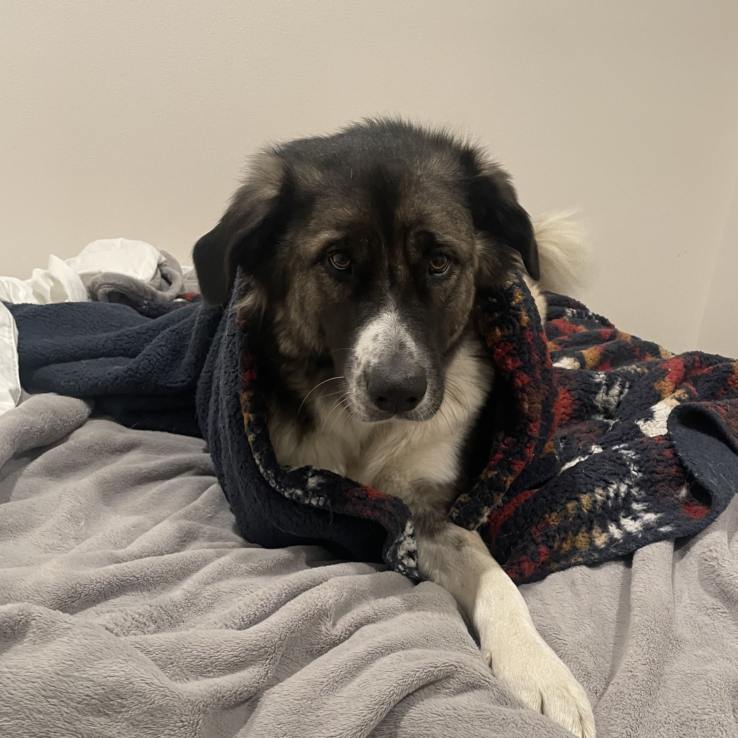 A dog wrapped in a blanket