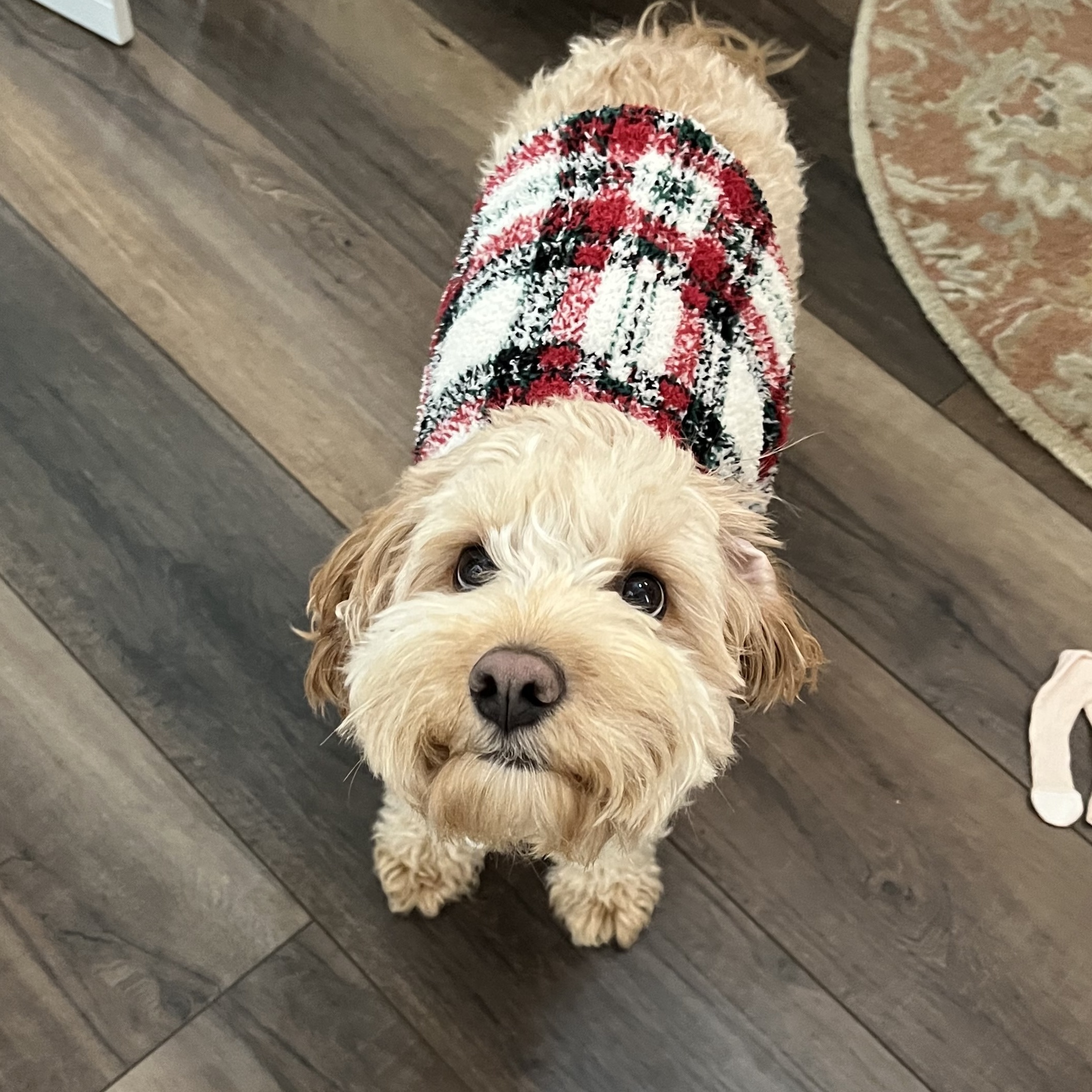 A dog wearing a plaid sweater