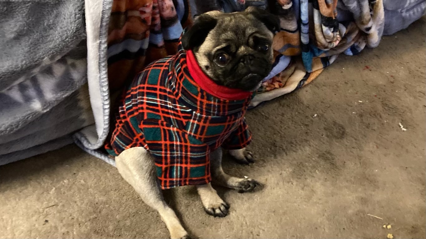 A pug in a plaid jacket next to donated blankets