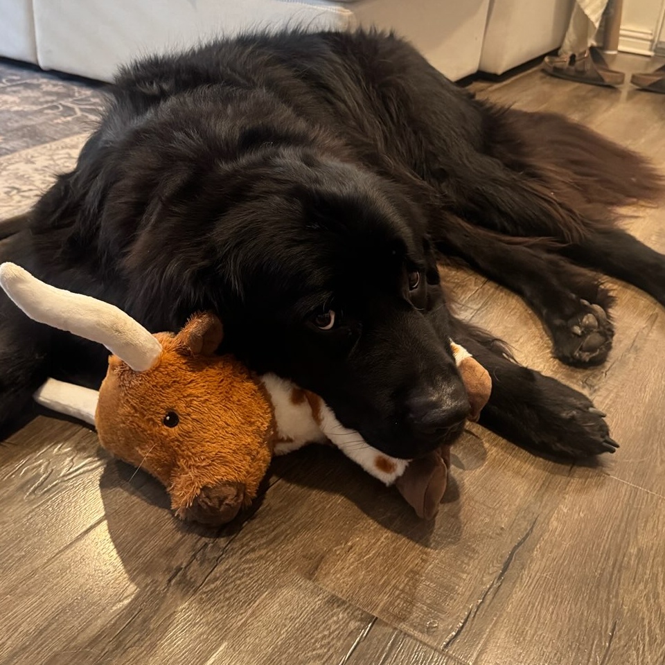 A dog cuddling a toy