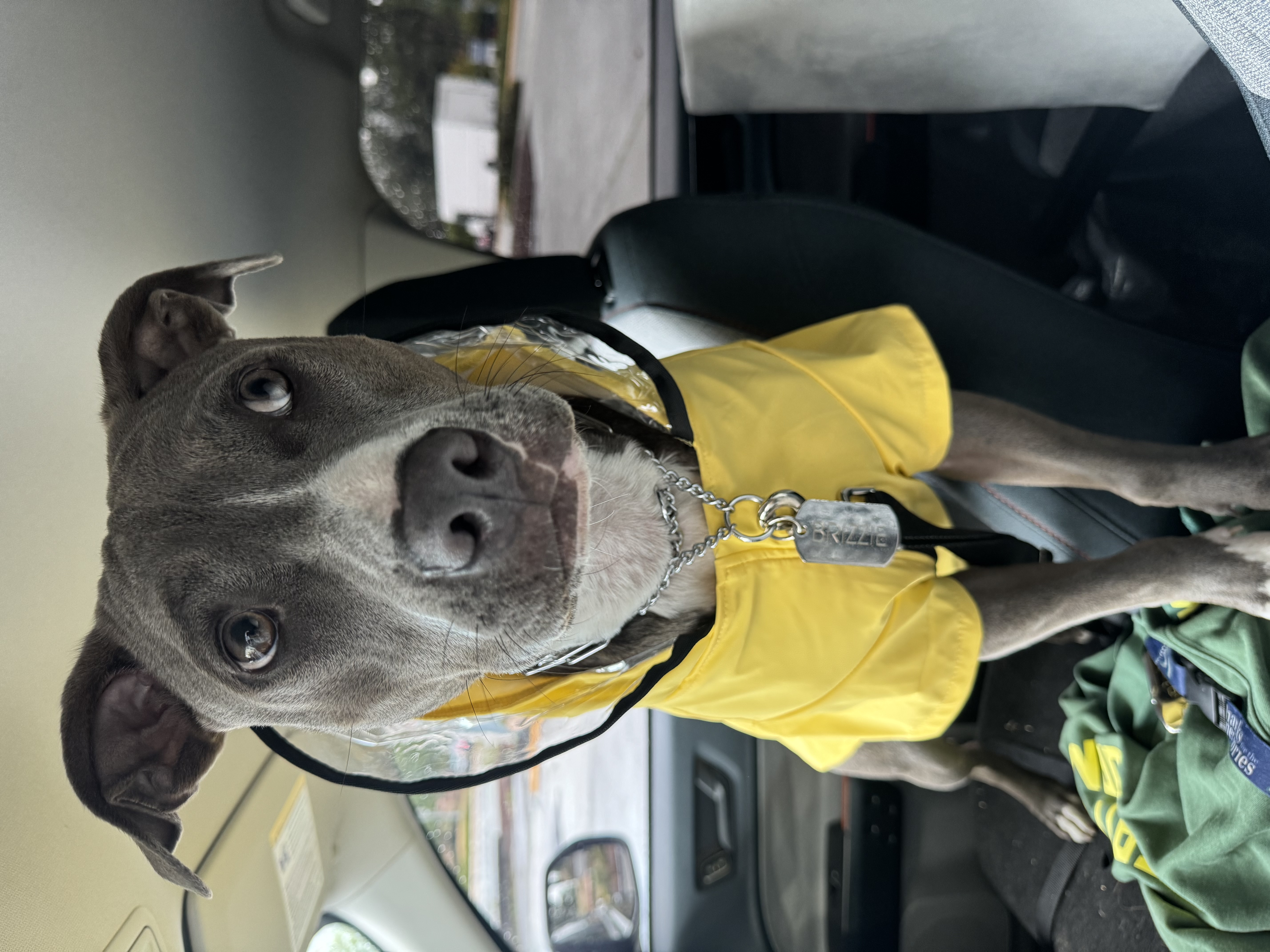 Brisbane in his yellow raincoat