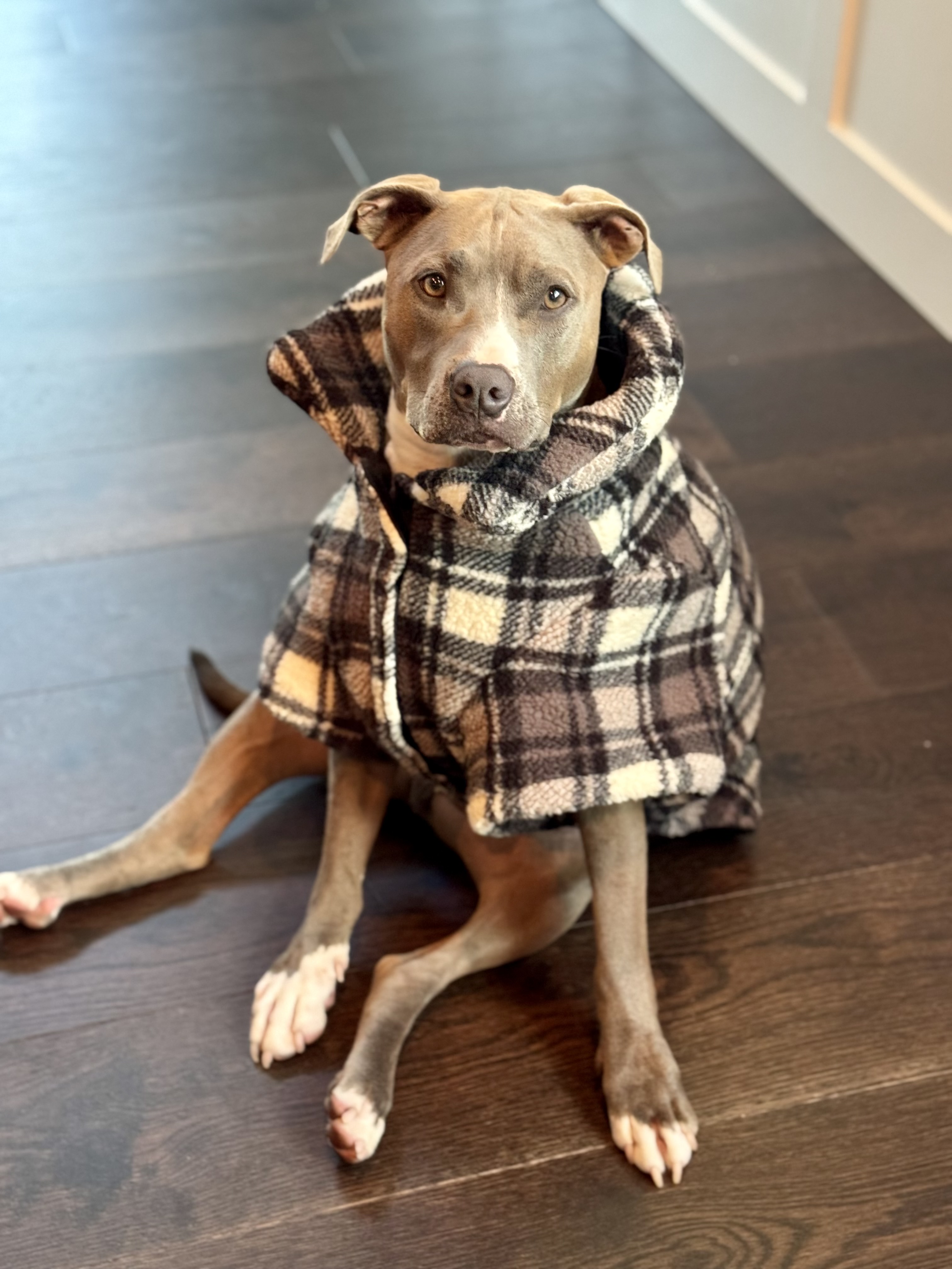 Brisbane wrapped in a plaid blanket coat